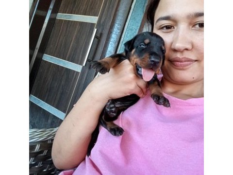 Şecerli doberman yavrularımız