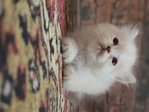British longhair golden kedim 1,5 aylık