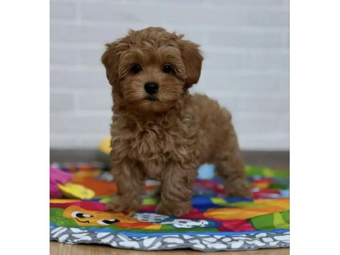 Maltipoo saf