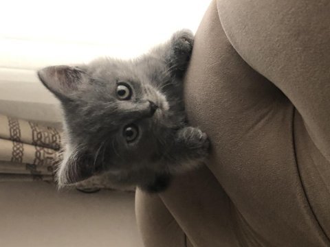 3 aylık leo british shorthair
