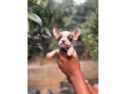 A kalite erkek dişi french bulldog yavrular