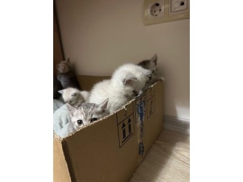 Safkan yavrular british shorthair