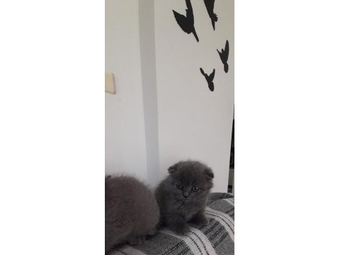 Denizli scottish fold yavrularım