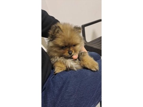 4 aylık akıllı pomeranian