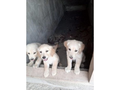 Golden retriever yavrumuz