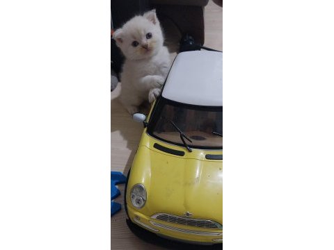 Maviş gözlü blue point yavrularımız scottish fold