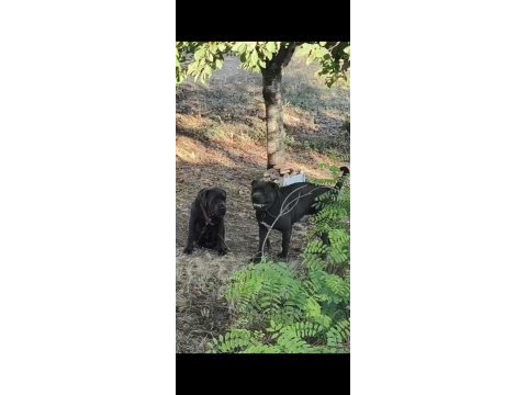Bir çift cane corso