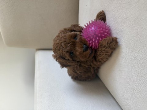 En küçük boy, gerçek red brown renginde poodle