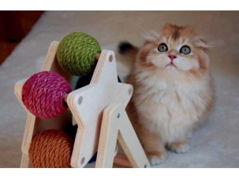 Scottish fold anne ve baba full şecereli elite pet