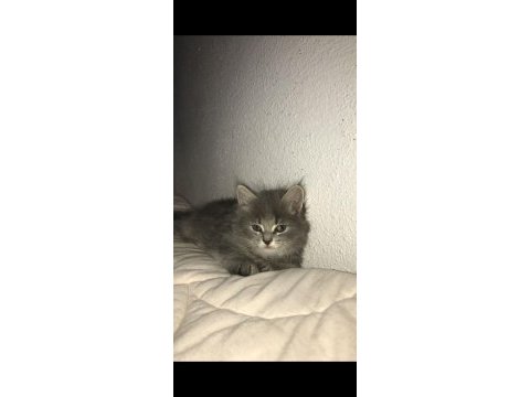Sahibinden gemiye çıkma sebebiyle british longhair