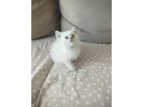 British longhair erkek yavru