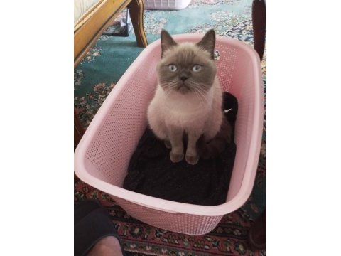 British shorthair blue point dişi 1 yaşında