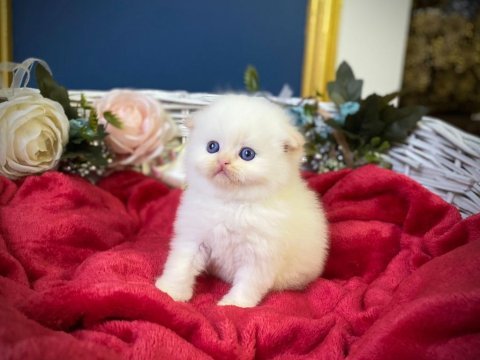 Highland fold red point scottish fold bebeğimiz