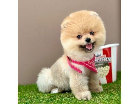 Safkan pomeranian boo yavrularımız