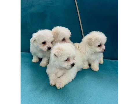 Tea cup kore kan maltese bebekler