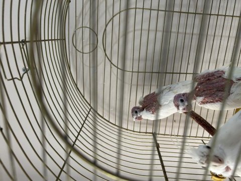 Albino lutino grey yavrular ele kola alışık sultan papağanı