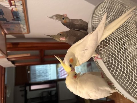 Bebek sultan papağanlarımız