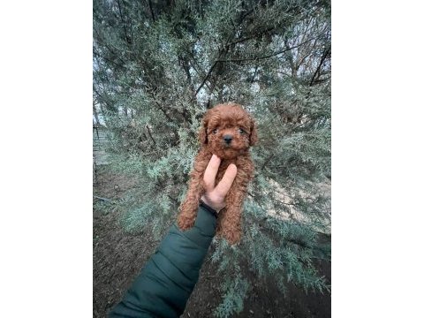 Hayalinizdeki poodle evladınız sadece bir telefon uzağız