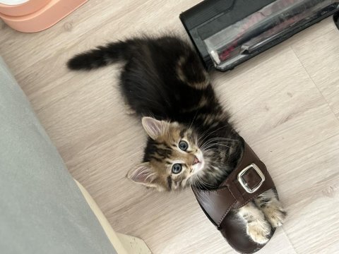 Kedimiz minik soda ailesine kavuşturmak istiyoruz