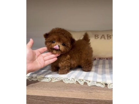 Toy poodle red brown ultra mini yavrularımız