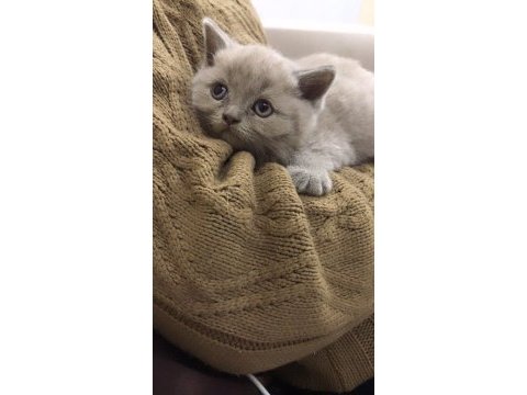 Yeni doğan scottish fold