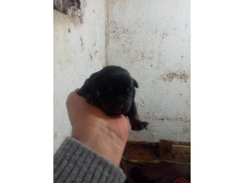 Rottweiler köpeği sahiplendirme