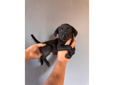 Labrador bebeklerimiz için acele edin