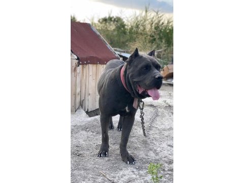 Cane corso cinsi köpeğimiz