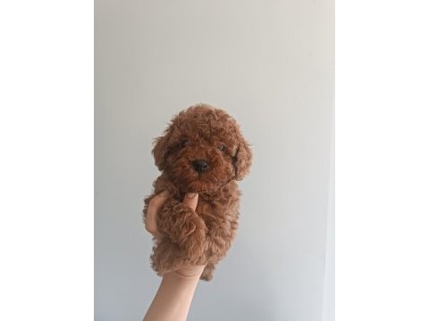 Oyuncu kore kan poodleler seni bekliyor