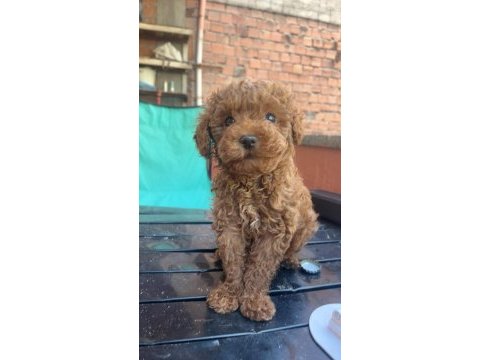 4 aylik erkek poodle