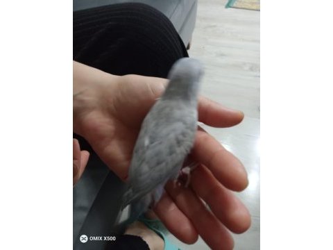 Ele alışık oyun hamuru forpus