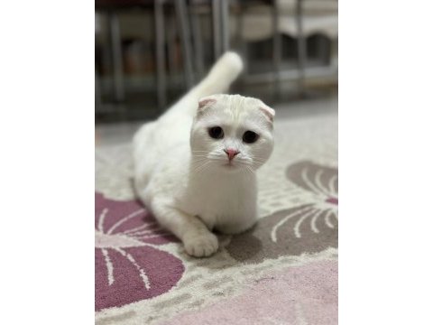 Sevimli scottish fold
