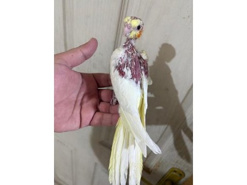 39 günlük sultan papağanı kusursuz lutino bebek