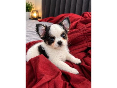 Mikro teacup boy xxsmall mükemmel anatomi şivava