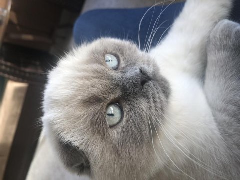 Scottish fold blue point