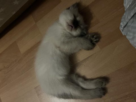 2 aylık tuvalet eğitimli safkan siyam yavruları