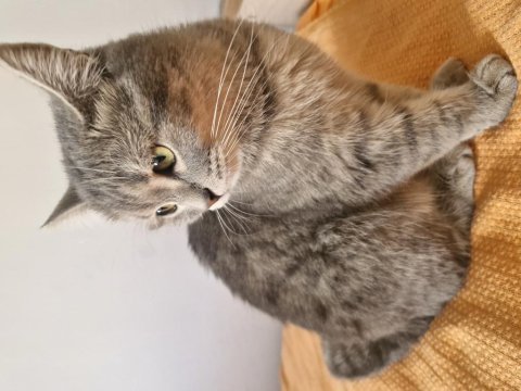 British shorthair kırma kedimiz