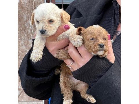 Çok sevimli maltipoo yavruları