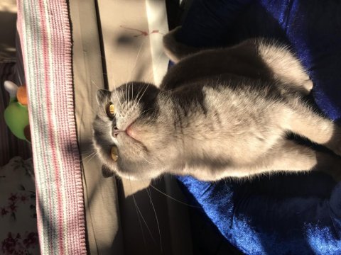 Scottish fold gri dişi