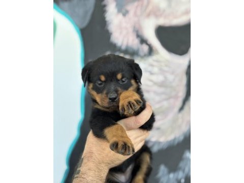 Son rottweiler yavrularım