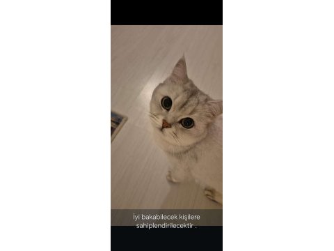 5 yaşında kısır erkek british shorthair oyuncu