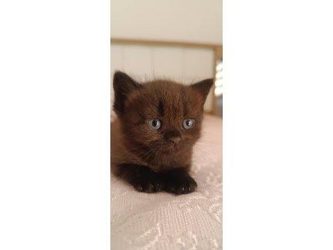 British shorthair tabby cinsi safkan