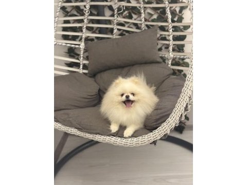 Teddy surat scr ve pasaportlu pomeranian