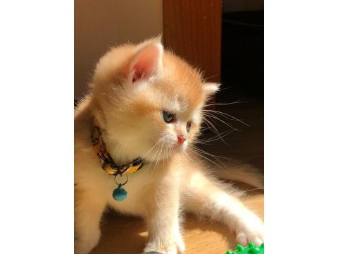 A kalite british shorthair golden yavrular