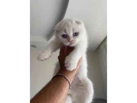 8 mart doğumlu pamuk prenses scottish fold