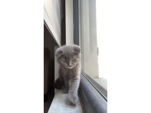 Scottish fold kedimiz
