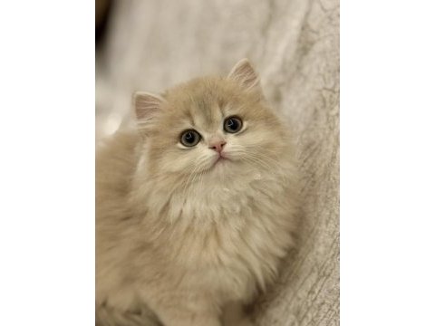 Saf kan cy 12 british longhair