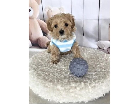 A kalite maltipoo yavrularımız