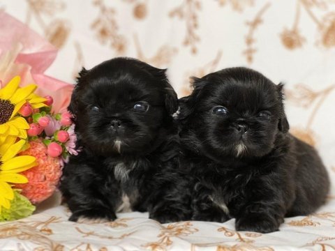 Black korekani maltipoo uygun