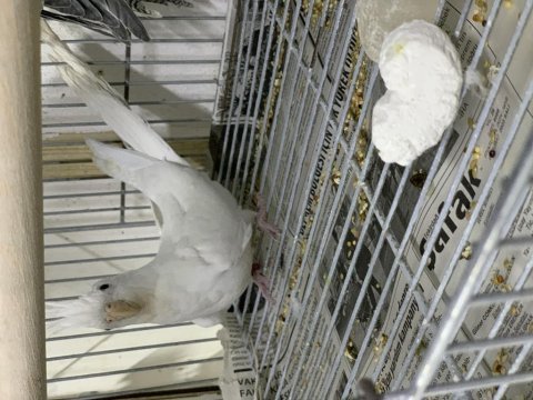 Albino (beyaz) sultan papağanı yavru